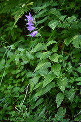 Giant Bellflower (Campanula latifolia)