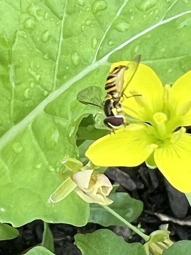 Unknown species found near Rice Military, Houston, TX, USA