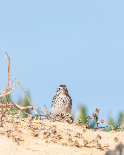 Bisbita caminero (Anthus berthelotii)