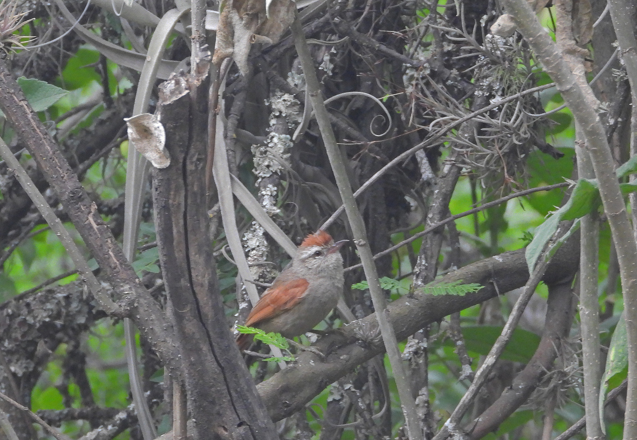Bolivian Spinetail (Cranioleuca henricae), photo 3