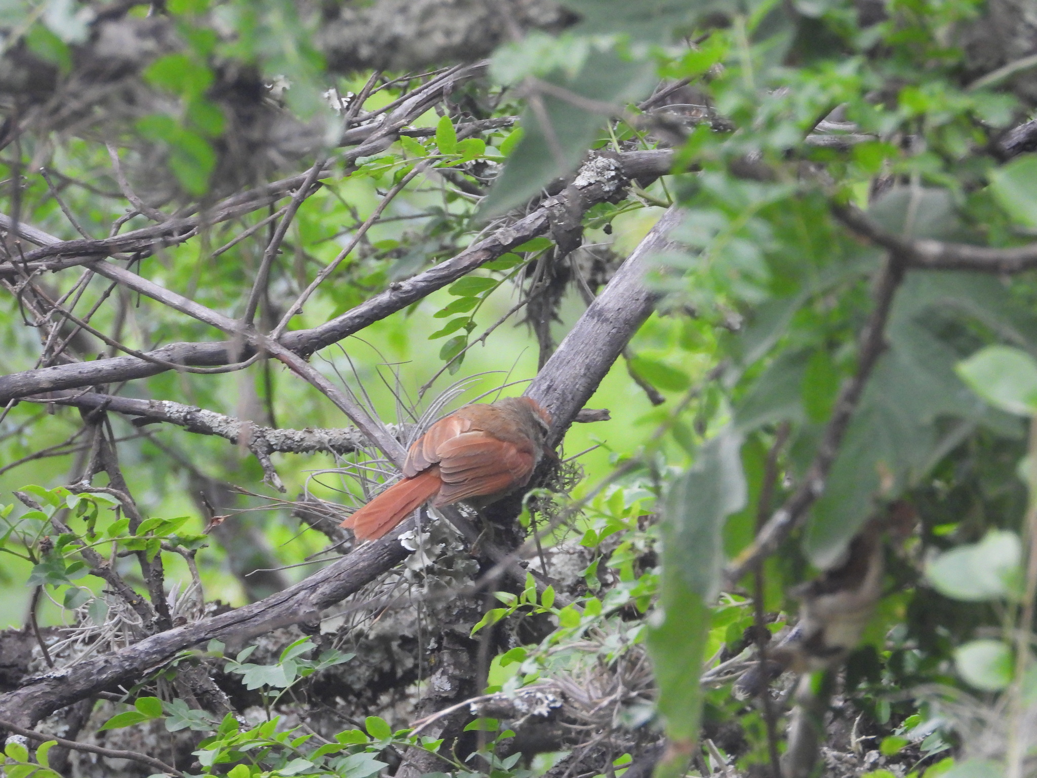Bolivian Spinetail (Cranioleuca henricae), photo 4
