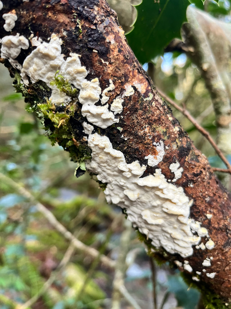 Byssomerulius corium · December 2025 · photo: © daniel_castanhal (iNaturalist, cc-by)