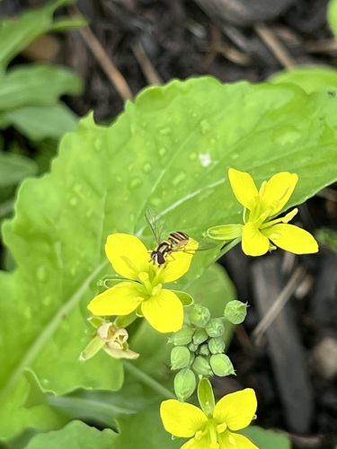 Unknown species found near Rice Military, Houston, TX, USA