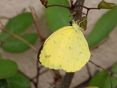 Eurema floricola ceres