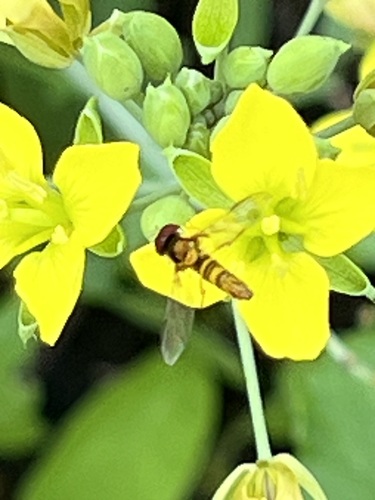 Unknown species found near Rice Military, Houston, TX, USA