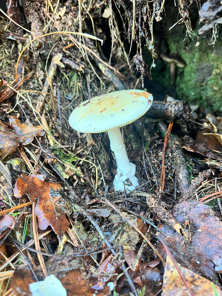 Amanita citrina · December 2025 · photo: © daniel_castanhal (iNaturalist, cc-by)