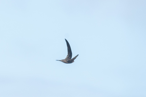 Vencejo unicolor (Apus unicolor)