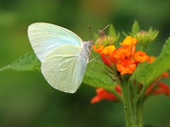 Catopsilia florella