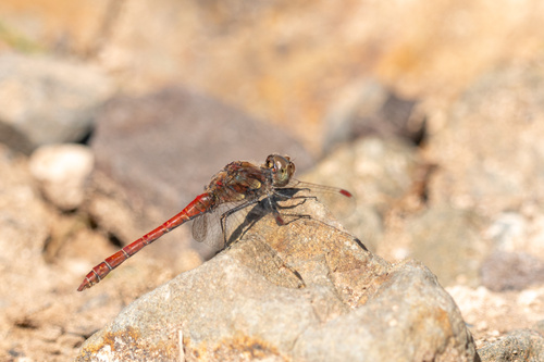 Photo of Island Darter (Sympetrum nigrifemur)