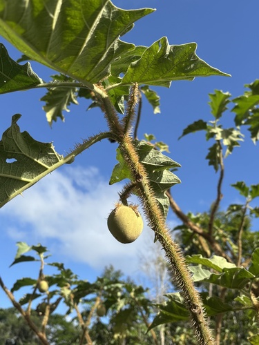 Solanum crinitum, photograph 2