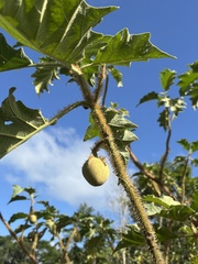 Solanum crinitum, photograph author not stated, no rights reserved
