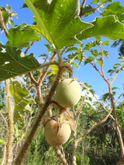 Solanum crinitum, photograph author not stated, no rights reserved