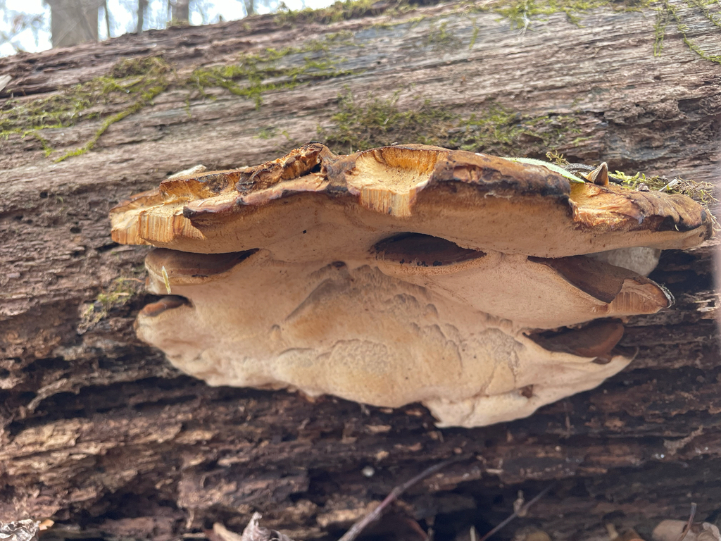 Ischnoderma resinosum · December 2025 · photo: © rinnyvanvan (iNaturalist, cc-by-nc)