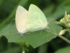 Catopsilia florella