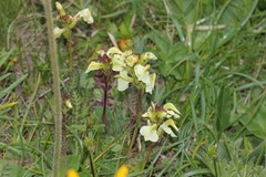 Pedicularis tuberosa