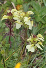 Pedicularis tuberosa