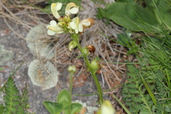 Pedicularis tuberosa