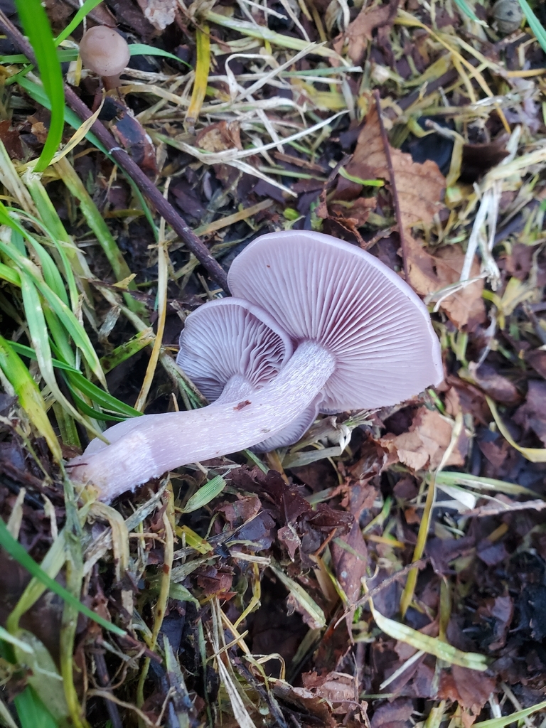 Collybia sordida · December 2025 · photo: © jonnyecology (iNaturalist, cc0)