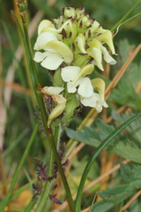 Pedicularis tuberosa