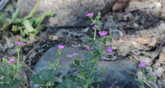 Geranium berteroanum