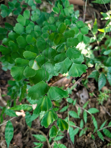 Adiantum amplum, photograph 6