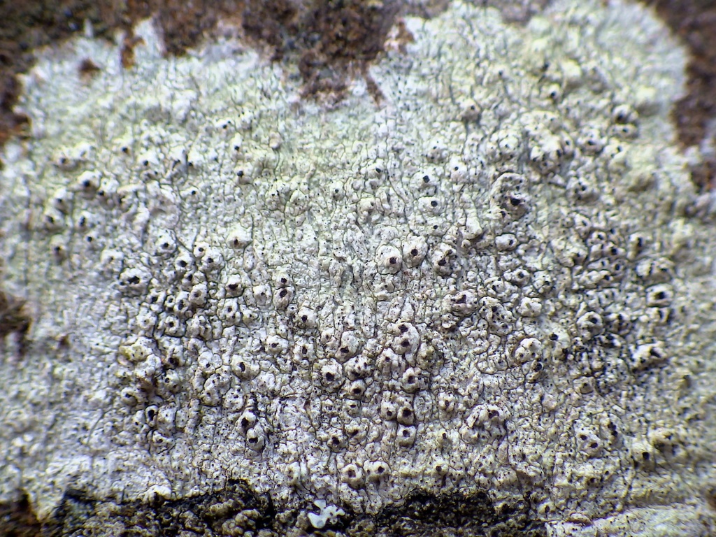 Skyttea pertusariicola