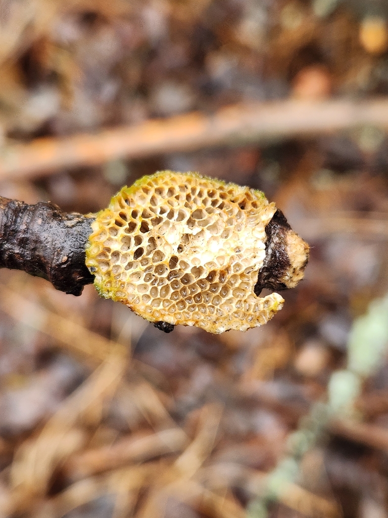 Coriolopsis trogii · December 2025 · photo: © lytiic (iNaturalist, cc-by-nc)