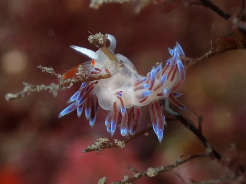 Cratena Slug, Pierre de Briançon, Marseille, France, photo 8 of 10