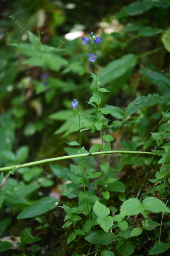 Broad-leaved Harebell (Campanula rhomboidalis)