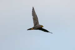 Falco ardosiaceus