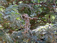 Piptadenia obliqua