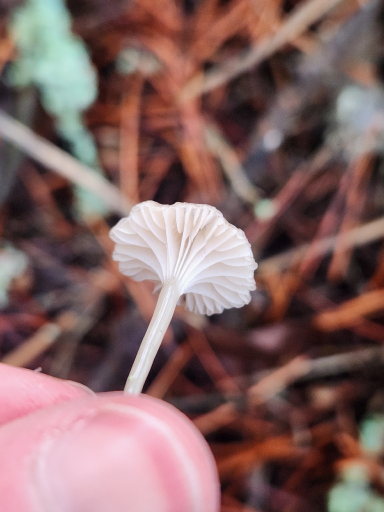 Mycena clavicularis