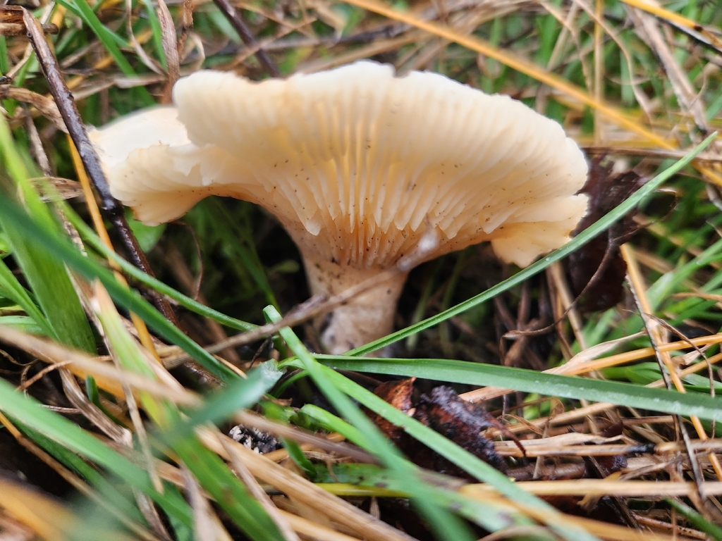 Aspropaxillus septentrionalis · December 2025 · photo: © lytiic (iNaturalist, cc-by-nc)