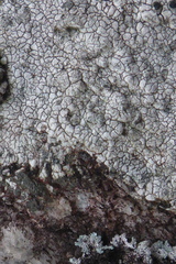 Lecidea tessellata