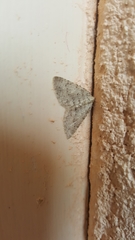 Colostygia multistrigaria