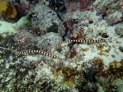 Dunckerocampus dactyliophorus