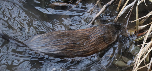 Muskrat