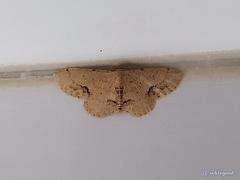 Idaea chotaria