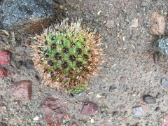 Corryocactus brevistylus