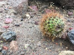 Corryocactus brevistylus
