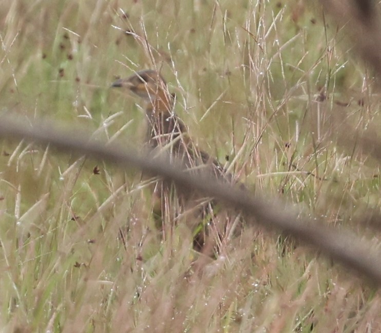 Finsch's Francolin photo 4