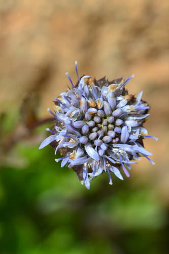 Shepherd's scabious (Jasione laevis)