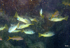 Lutjanus ehrenbergii