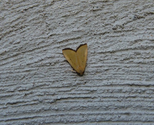 Black-bordered Lemon Moth photo 6