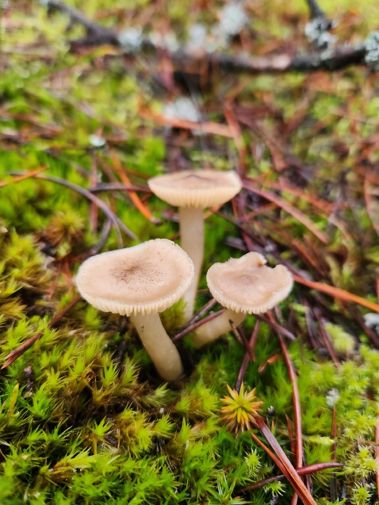 Tricholoma sp. 'terreum-IN01' · December 2025 · photo: © lytiic (iNaturalist, cc-by-nc)