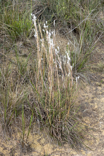 Andropogon leucostachyus observed 2025-12-27