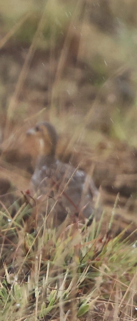 Finsch's Francolin photo 3