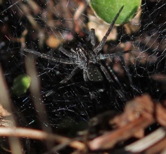Sosippus mimus