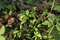 Memoremea scorpioides