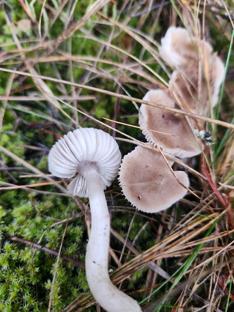 Tricholoma sp. 'terreum-IN01' · December 2025 · photo: © lytiic (iNaturalist, cc-by-nc)